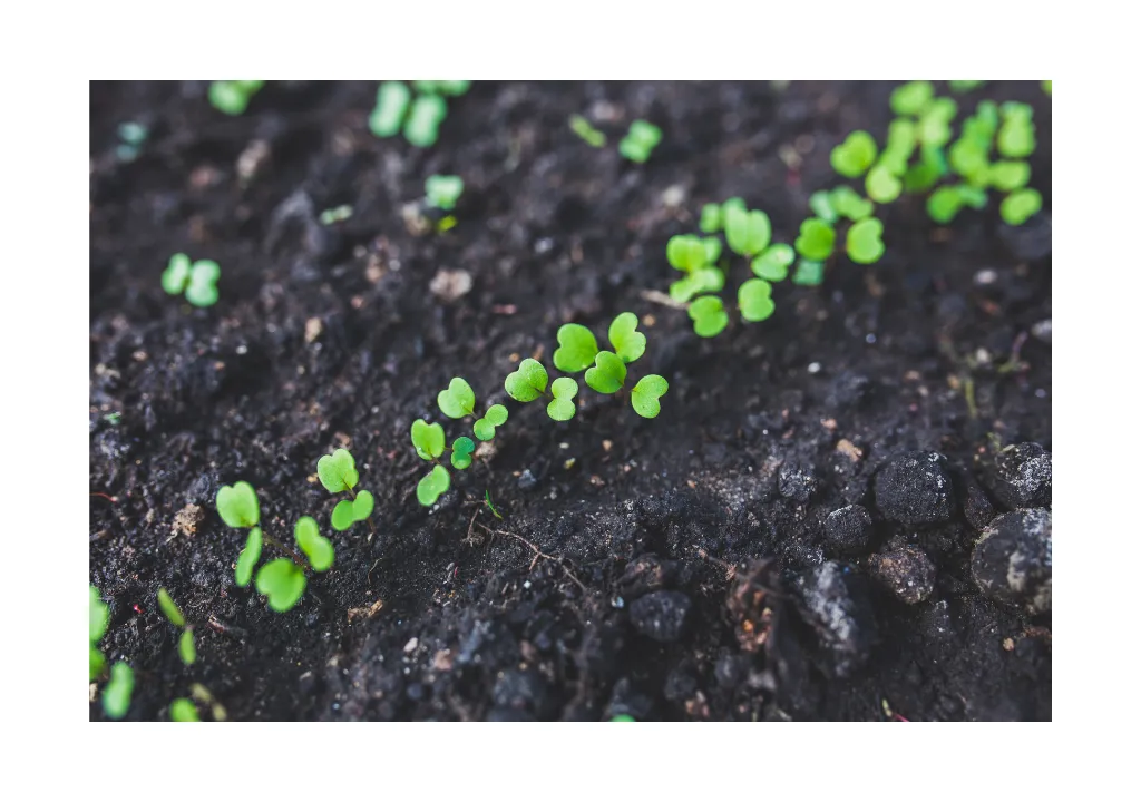 Image1 11Zon 42 A Close Up Of Young Sprouts In The Ground
