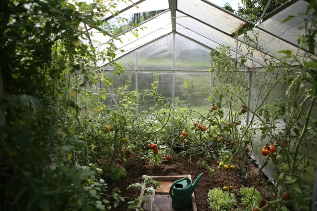 Image6 11Zon 22 A Greenhouse With Tomatoes In It
